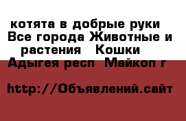 котята в добрые руки - Все города Животные и растения » Кошки   . Адыгея респ.,Майкоп г.